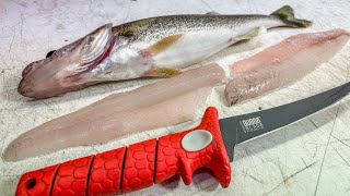 How To Get The PERFECT Walleye Fillet EVERY Time [upl. by Windham]