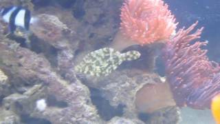 Bristle Tail Filefish vs Majano Anemone [upl. by Eckmann]