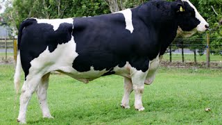 HolsteinFriesian bulls [upl. by Haeli611]