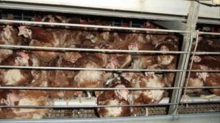 Hens Eggs amp Enriched Battery Cages  some facts 2016 [upl. by Cairns95]