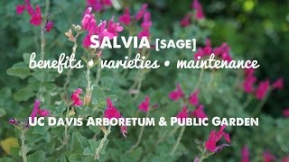 They LOOK and SMELL GREAT Salvia sage Benefits Varieties amp Maintenance [upl. by Elsilrac]