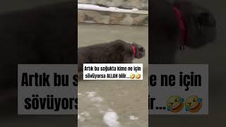 Kime sövdüruyorsunuz🤣 sessizyazar kedi cat keşfet öneçıkar shorst soğuk dünya turkey pazar [upl. by Ikik]