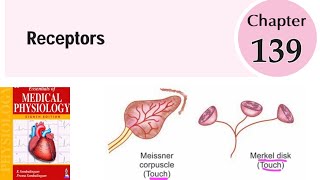 Receptors1  ch139  Neurophysiology  sembulingam physiology [upl. by Nedac608]