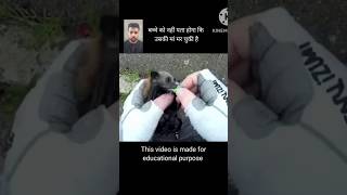 Rescue of a baby bat from dead mother by Megabattie 🙏 shorts [upl. by Eudosia]