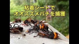 オオスズメバチを粘着シートで捕獲する方法 １匹目捕獲からノーカット How to catch Asian giant hornet with adhesive sheets [upl. by Madda]