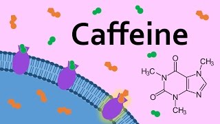 Caffeine and Adenosine Receptors [upl. by Assirol]