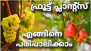 Fruit plants growth techniques and tips in malayalam  Prs kitchen krishi cultivation [upl. by Ahsertal]