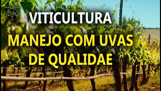 Viticultura Orgânica Manejo e Podas vídeo Completo com Sergio Semerdjian [upl. by Nomled]