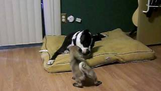 Pitbull and Pug fight to the death [upl. by Lenora]