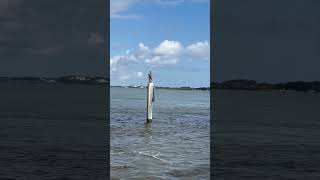 Heading out onto the Matanzas florida thatfloridafeeling staugustine boating floridalife [upl. by Frolick999]