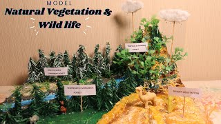 Model on Natural Vegetation amp Wildlife I Types of forest I Sst project [upl. by Girard355]