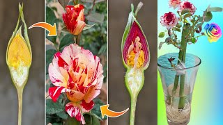 Rose Grafting Secrets 100 success Collection Of Top 3 Videos to Bloom Your GardenquotYou Cant Miss [upl. by Shay643]