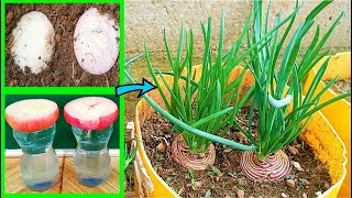 The fastest way to grow Onions from bulbs [upl. by Doyle]