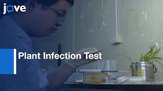 Plant Infection Test by Spray and WoundMediated Inoculation  Protocol Preview [upl. by Eniamor]