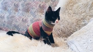 DIY Sock Sweater For Your Cat  Emma The Kitten [upl. by Voletta183]