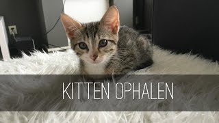 Kitten ophalen [upl. by Eilama]