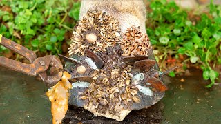 Poor Cows Leg PIERCED by Iron Bar FULL of Pus and Worms 🐄 satisfying 041203 [upl. by Selwyn]