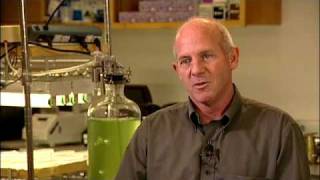 Algae Biofuels and Biotech  Stephen Mayfield UC San Diego [upl. by Suoivatco]