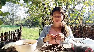 A serene countryside life in Bosnia and Herzegovina  Collecting hazelnuts [upl. by Ridglea]