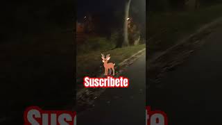 LOS VENADOSvenadosshortyoutube naturaleza noche musica remix disco otoño viralvideos [upl. by Russo]