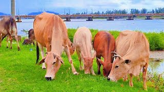 COWS VOICESAPI LEMBU JINAK MAKAN BERSAMA di DEKAT JEMBATAN PANJANG [upl. by Aliehs]