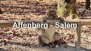 Affenberg  Ausflugsziel bei Salem am Bodensee [upl. by Elianora16]