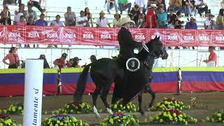 PRETENCIOSO DE LA ILUSION CAMPEON JOVEN PASO FINO COLOMBIANO VENADILLO GRADO B 2024 [upl. by Ruth]