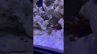 Rex was itchin for some dinner today fyp saltwatertank rexthemantis mantisshrimp [upl. by Laundes]