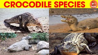 Incredible🐊Types of True Crocodile Species Names in English kidslearning animals crocodile🐊 [upl. by Ykcor308]