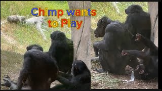 Chimpanzee 🐒wants to Play with Bigger Chimp [upl. by Einre]