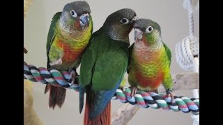 7 Week old Babies Yellow Sided Green Cheek Conure Brothers [upl. by Eilla]