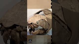 Dunkleosteus el Animal Más temido de la Prehistoria 🤯 animalesmarinos animales [upl. by Ahtekahs]