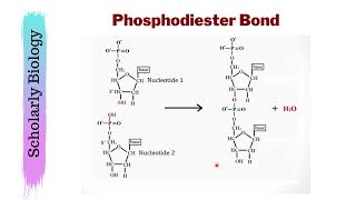 Phosphodiester Bond amp Polynucleotide Chain  Biology Class 1112  NEET [upl. by Ahsilyt]