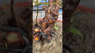 Ficus video New video coming bonsai [upl. by Amron849]