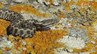 VÃ­boraâ€“cornuda Vipera latastei Juvenil [upl. by Eiggep]