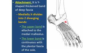 MEDLEVEL 1MUS1retinacula of the foot [upl. by Ellenaej958]