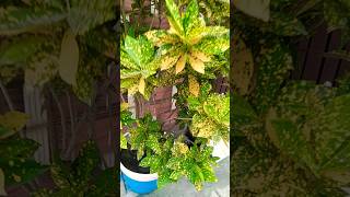 croton plant 🌵 motivation katha crotonplantcare houseplants gardening plants [upl. by Alastair638]