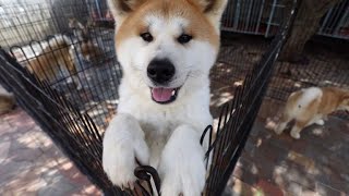 Japans Akita dogs melt foreign hearts [upl. by Waters]