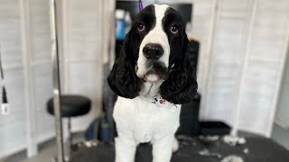 Murray  Springer Spaniel Dog Grooming [upl. by Erastus]