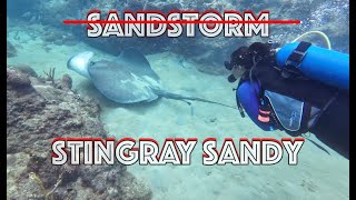 Stingray Sandy at Pirates Bay Tobago [upl. by Ecidnacal893]