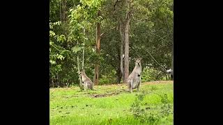 Some Wallabies Stoping By 🦘💐 [upl. by Asset]