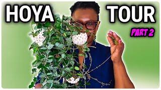 Hoya Plant Tour  Unveiling My Extensive Collection Part 2 [upl. by Wauters854]