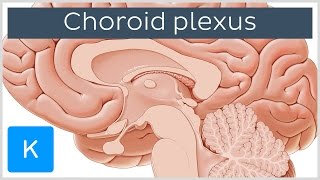 Choroid plexus Plexus Choroideus  Human Anatomy  Kenhub [upl. by Myer]