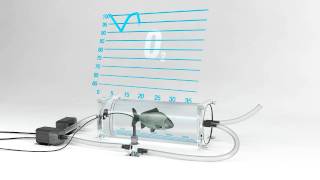 Measure oxygen consumption rate in fish by intermittent respirometry [upl. by Milone]