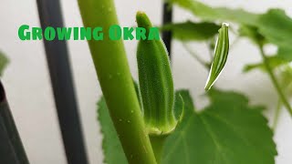 Okra plant in my garden 🏡😍 okra ladyfinger vegetable gombo garden whenggallardo [upl. by Kohsa129]