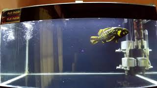 CRAZY  Feeding Bumblebee Grouper In Freshwater Tank [upl. by Gernhard]