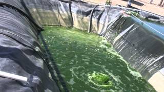 Algae The Future of Biodiesel [upl. by Nodnalb]