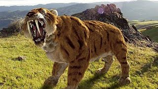 Sabertoothed Tiger  Prehistoric Cats Documentary [upl. by Schalles752]