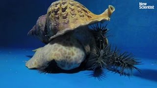 Giant triton vs crown of thorns starfish [upl. by Agata564]