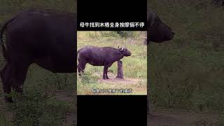 母牛找到木樁全身按摩個不停 野生動物 動物解說 [upl. by Meridith599]